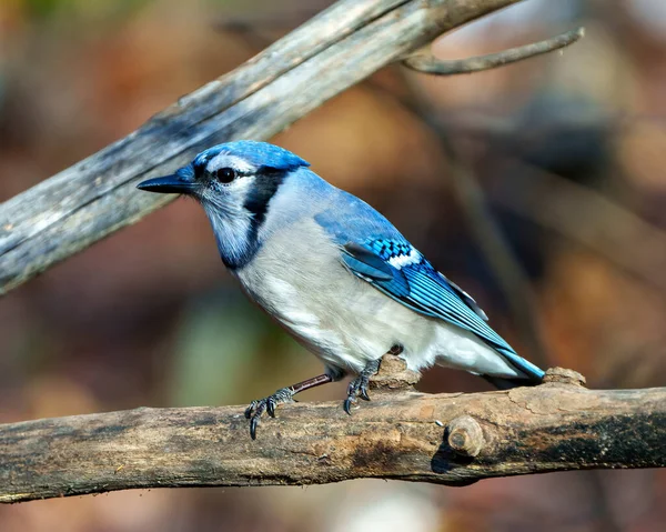 Blue Jay close-up perched on a branch with a blur forest background in the forest environment and habitat surrounding displaying blue feather plumage wings. Picture. Portrait.