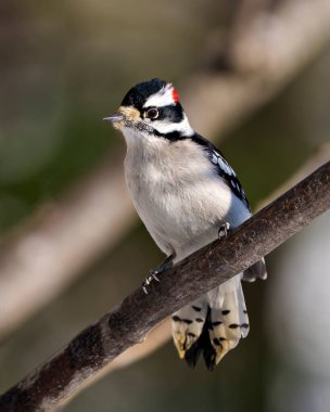 Woodpecker male front view and perched on a tree branch with a blur forest background in its environment and habitat surrounding, displaying white and black feather plumage.