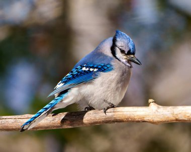 Blue Jay close-up side view, perched on a tree branch with blur background in its environment and habitat surrounding. Jay picture. Jay Portrait.