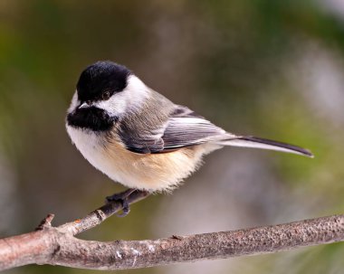 Chickadee close-up profile front view perched on a tree branch with blur background in its environment and habitat surrounding.