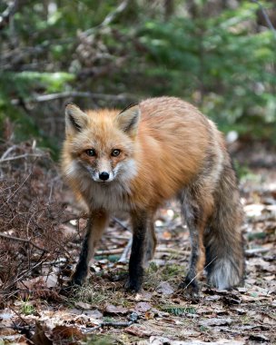 Red fox close-up profile view in the spring season displaying fox tail, fur, in its environment and habitat with a blur forest background. Fox Image. Picture. Portrait. Photo.