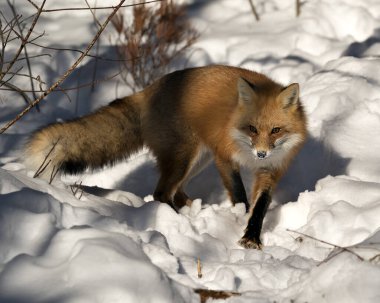 Kızıl tilki yakın plan, kış mevsiminde kendi ortamında ve doğal ortamında, bulanık kar arka planında tüylü tilki kuyruğu ve kürkü sergiliyor. Görüntü. Görüntü. Portre. Fox Stok Fotoğrafı.