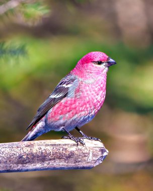 Pine Grosbeak male side view perched on a tree branch displaying red plumage feather in its environment and habitat surrounding with a green background. Grosbeak Portrait.