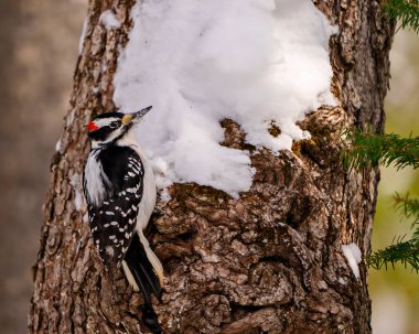 Woodpecker close-up profile rear view male clinging to a tree trunk with snow background in its environment and habitat surrounding.
