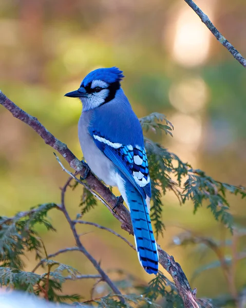 Blue Jay close-up rear view perched on a tree branch with blur background in its environment and habitat surrounding. Jay picture. Jay Portrait.