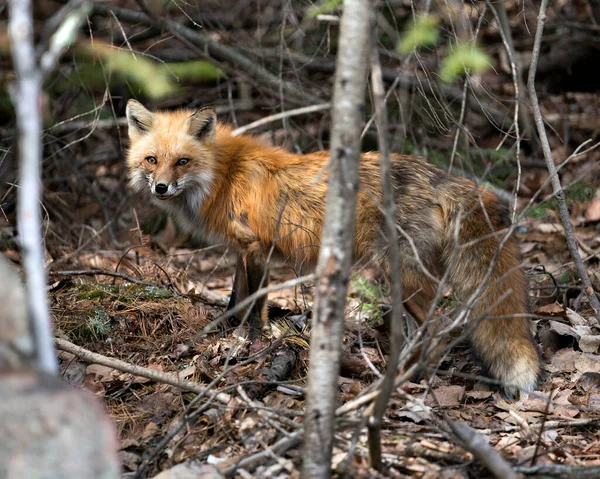 Red fox close-up profile side view in the spring season displaying fox tail, fur, in its environment and habitat with a blur foliage background. Fox Image. Picture. Portrait. Photo.