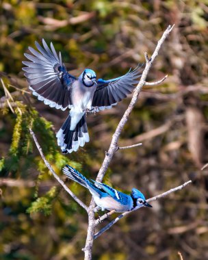 Blue Jay flying over another bird perched on a branch displaying blue colour feather plumage with blur forest background in their environment and habitat surrounding. Spread wings. Flapping wings. Open wings. Jay Portrait. clipart