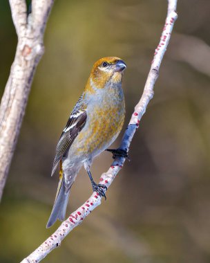 Pine Grosgaga dişisi, çevresindeki bulanık orman arka planına sahip bir dala tünemiş ve pas rengi tüy tüylerini çevreleyen bir yaşam alanı sergiliyor. Grosgaga Portresi.