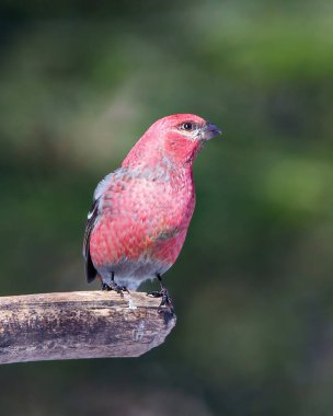 Grosgaga erkeği, çevresindeki bulanık bir orman arka planına sahip bir dala tünemiş ve kırmızı renkli tüy tüylerini gösteriyordu. Grosgaga Portresi.
