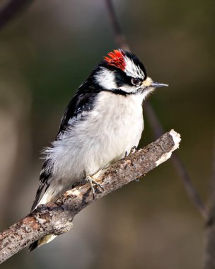 Ağaçkakan erkek. Ağaç dalı üzerinde duruyor. Çevresinde bulanık bir arka planı ve çevresi var..