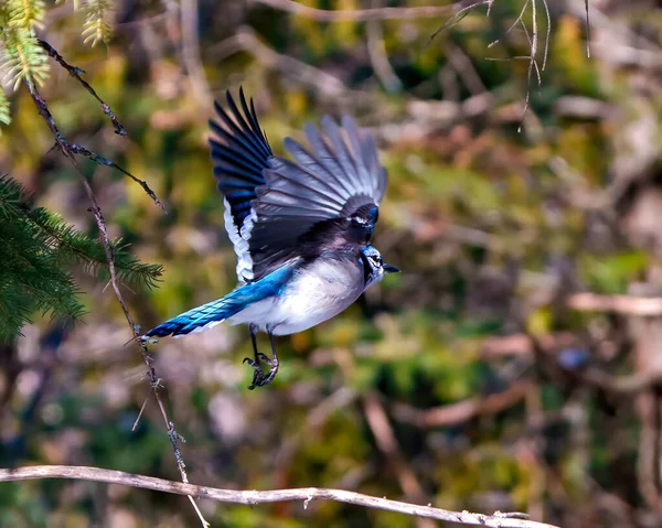 Blue Jay flying with spread wings and displaying blue colour feather plumage with blur forest background in its environment and habitat surrounding. Jay Portrait.
