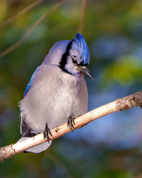 Blue Jay Vogel Thront Auf Einem Ast Mit Verschwommenem Hintergrund — Stockfoto