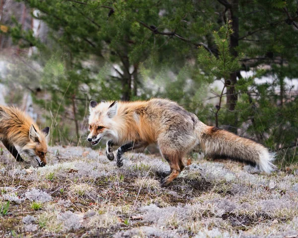 红狐夫妇在森林中与云杉背景和白色苔藓在他们的环境和栖息地相互作用 福克斯形象 — 图库照片