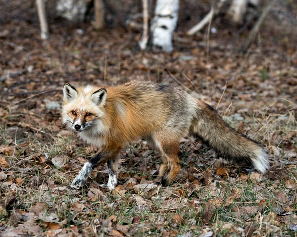Red Unique Fox Close Profile Side View Spring Season Its — Photo