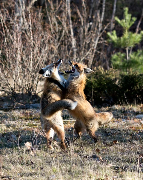 Raposas Trotando Brincando Lutando Brincando Interagindo Com Comportamento Conflito Seu — Fotografia de Stock