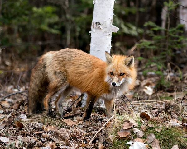 Red Fox Close Profile View Spring Season Displaying Fox Tail — стоковое фото