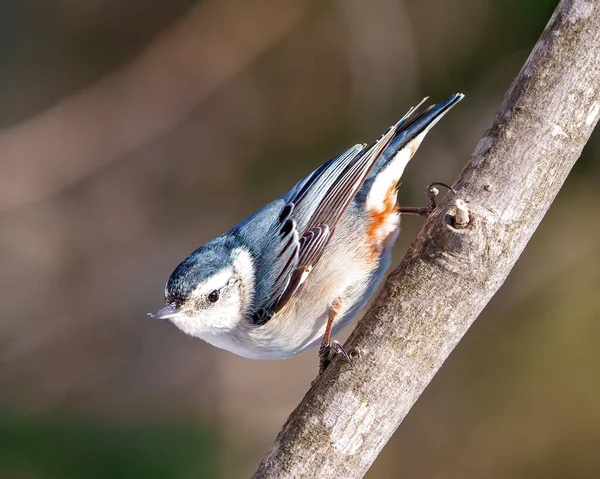 White Breasted Nuthatch Perched Tree Branch Blur Background Its Environment — стоковое фото