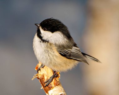 Civciv yakın plan profil görünümü çevresindeki bulanık mavi kahverengi arkaplan ve yaşam alanı ile bir dal üzerine tünemiş.