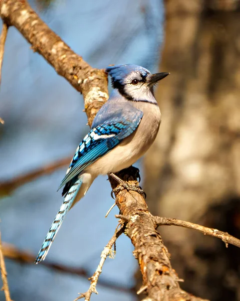 Blue Jay Vista Lateral Close Empoleirado Galho Árvore Com Fundo — Fotografia de Stock