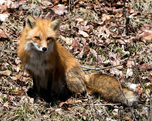 Red Fox Close Front Profile View Sitting Looking Camera Its — Stock Photo, Image