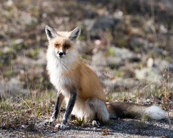 Red Fox Seduto Nella Stagione Primaverile Con Sfondo Sfocato Godendo — Foto Stock
