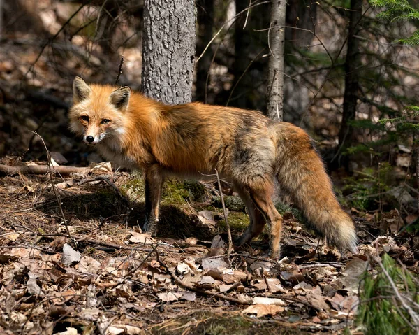 春季的红狐特写侧视图显示狐狸尾巴 在其环境和栖息地与模糊的森林背景 福克斯形象 — 图库照片