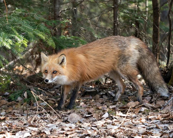 以云杉枝叶和褐色叶为背景的红狐特写侧视图显示了狐狸的尾巴 毛皮及其环境和栖息地 福克斯形象 — 图库照片