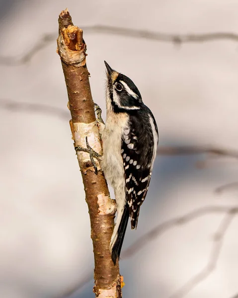 Woodpecker Γυναικεία Όψη Πλευρά Πιάνοντας Ένα Κλαδί Και Εμφανίζοντας Λευκό — Φωτογραφία Αρχείου