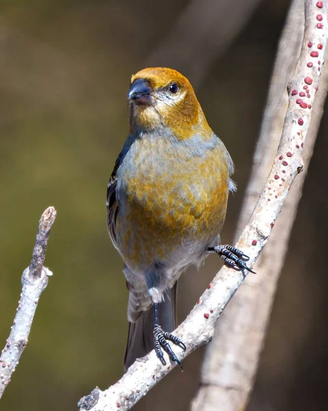 Pine Grosbeak Female Front View Perched Branch Blur Background Its — Stock Photo, Image