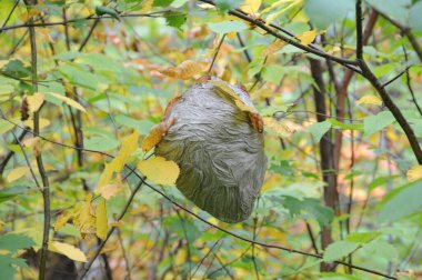 Çevresindeki bir ağaçta asılı bir eşek arısı yuvası ve çevresi. Arı Yuvası.