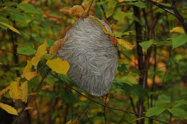 Çevresindeki bir ağaçta asılı bir eşek arısı yuvası ve çevresi. Arı Yuvası. 