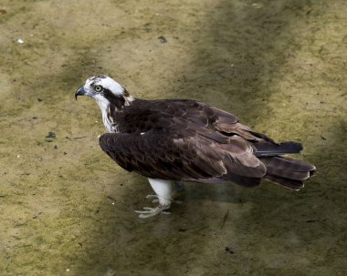 Osprey 'nin çevresindeki yaşam alanı ve çevresindeki bulanık su arka planıyla birlikte suyun yan görüntüsü..