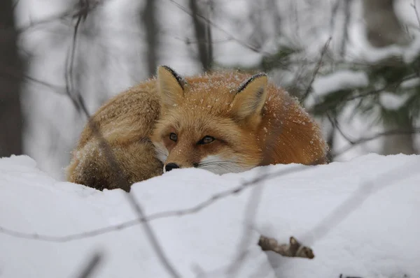 Red Fox sleeping on snow in the forest in the winter season in its habitat  and environment with a blur forest  background displaying bushy tail. Fox Image. Picture. Portrait. Fox Stock Photo.