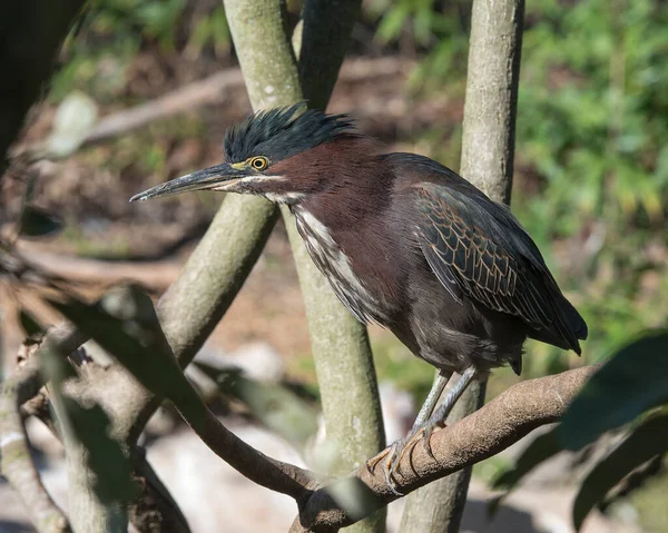 Green Heron close-up profile view, perched on a branch displaying body, beak, head, eye, feet with a blur background in its environment and habitat surrounding. Heron Picture.