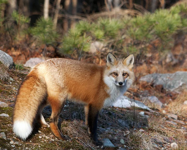 Red Fox Lesie Patrząc Aparat Fotograficzny Wyświetlający Krzaczasty Ogon Futro — Zdjęcie stockowe