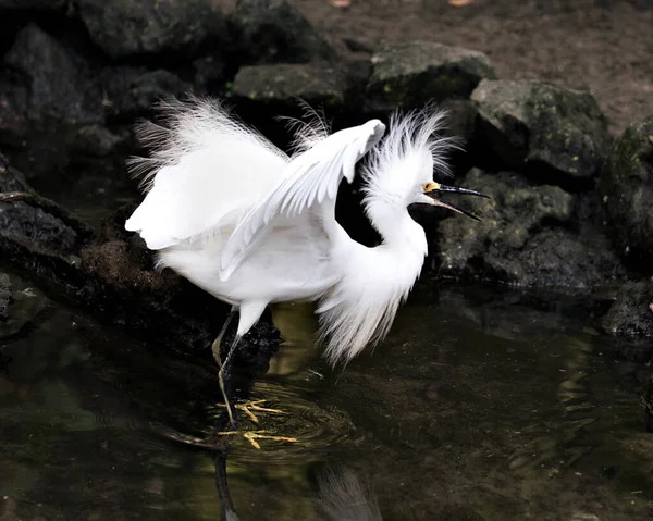 白雪公主靠得很近 站在水里喊叫或歌唱 张开翅膀 毛茸茸的羽毛露出白色的羽毛 眼睛在周围的环境和栖息地 Egret图像 — 图库照片