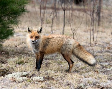 Kırmızı Tilki 'nin yan görüntüsü ilkbaharda bulanık beyaz yosun ve kozalaklı dallar arka planda ve çevresi ve habitatıyla görülür. Fox Image 'da. Görüntü. Portre.