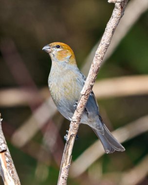 Pine Grosgaga dişisi, çevresindeki bulanık orman arka planına sahip bir dala tünemiş ve pas rengi tüy tüylerini çevreleyen bir yaşam alanı sergiliyor. Grosgaga Portresi.