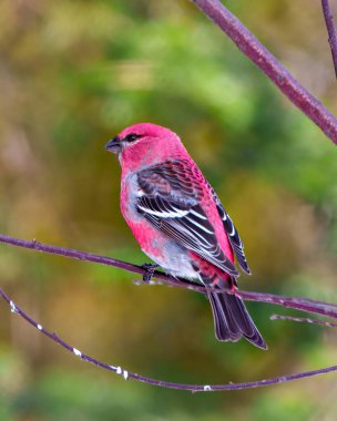 Grosgaga erkek dikiz aynası, çevresindeki bulanık orman arka planına ve kırmızı renkli tüy tüylerini çevreleyen ve gösteren yaşam alanına tünemiş bir dala tünemiştir. Çam Gagası Portresi.