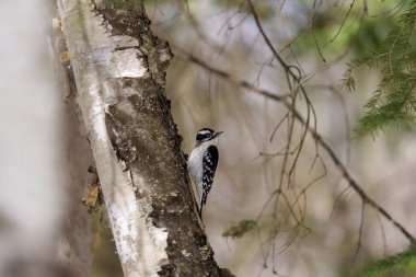 Ağaçkakan dişi huş ağacının gövdesini kavrıyor. Çevresinde bulanık bir arka plan ve beyaz ve siyah tüylü kanatlar sergiliyor..
