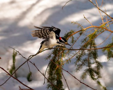 Ağaçkakan erkek, habitatında beyaz bulanık bir orman arka planına sahip kanatları açık bir daldan havalanıyor. Uçan Kanatlar. Açık Kanatlar. Uçan kuş.
