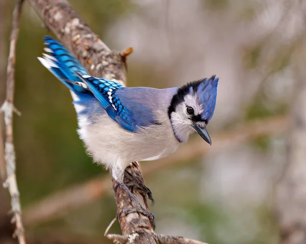 蓝杰的特写侧视图栖息在树枝上 其周围环境和栖息地的森林背景模糊不清 呈现出蓝色羽毛羽毛 Jay Picture — 图库照片