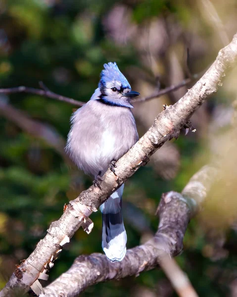 Blue Jay Bliska Widok Przodu Położony Gałęzi Rozmytym Tle Lasu — Zdjęcie stockowe