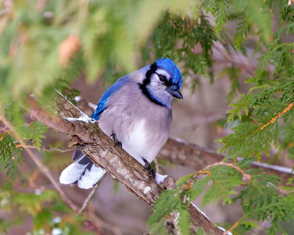 Blue Jay close-up perched on a cedar branch tree with a blur forest background in the forest environment and habitat surrounding displaying blue feather plumage wings. Picture. Portrait.