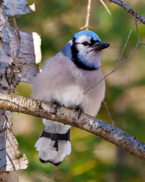 Blue Jay close up front view perched on a tree branch with blur forest background in its environment and habitat surrounding. Jay picture. Jay Portrait.