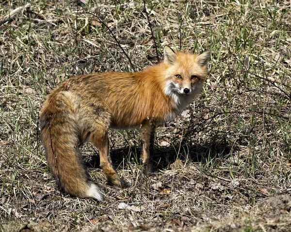 春季的红狐特写侧视图显示狐狸的尾巴 在它的环境和栖息地与模糊的叶背 福克斯形象 — 图库照片