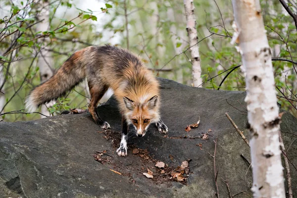 Lisica Czerwona Bliska Stojąca Dużej Skale Tłem Leśnym Swoim Środowisku — Zdjęcie stockowe