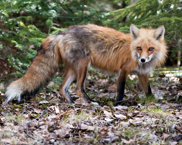 Red Fox Close Profile Side View Spring Season Coniferous Branches — Stock Photo, Image