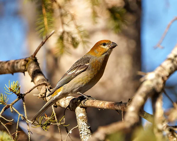 松树的雌鸟栖息在树枝上 其周围环境和栖息地的森林背景模糊不清 羽毛呈铁锈色 Grosbeak肖像 — 图库照片