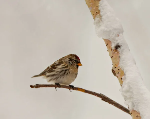 stock image Red poll close-up perched on a twig in the winter season with falling snow with a blur background in its environment and habitat surrounding.